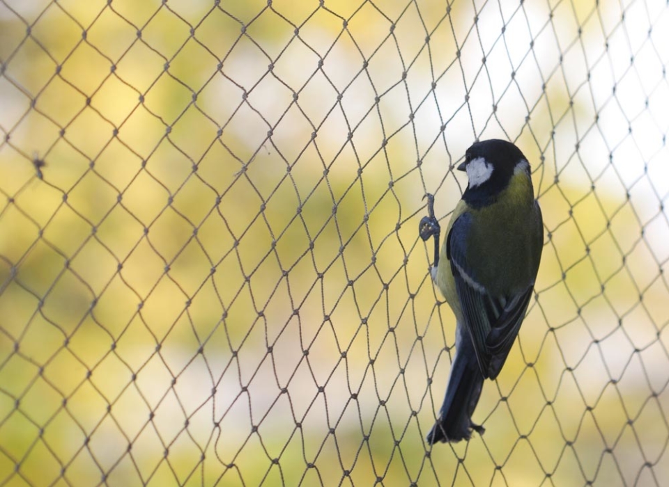 Bird Netting – The Best Way to Keep Birds Away! - Rural Fencing