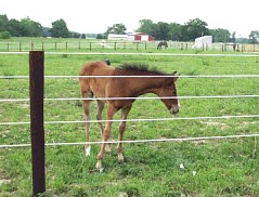 horse in fencing