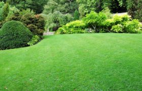 Amazing tricks to keep your lawn healthy this summer
