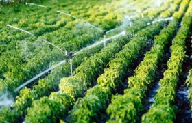 Should You Consider Two Water Pumps for Your Irrigation Needs? Read on for the Reasons