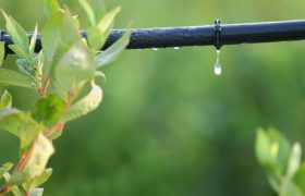 Benefits of Using Drip Irrigation System