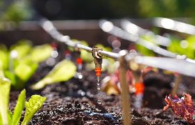 Advantages of Installing Drip Irrigation in Your Landscape