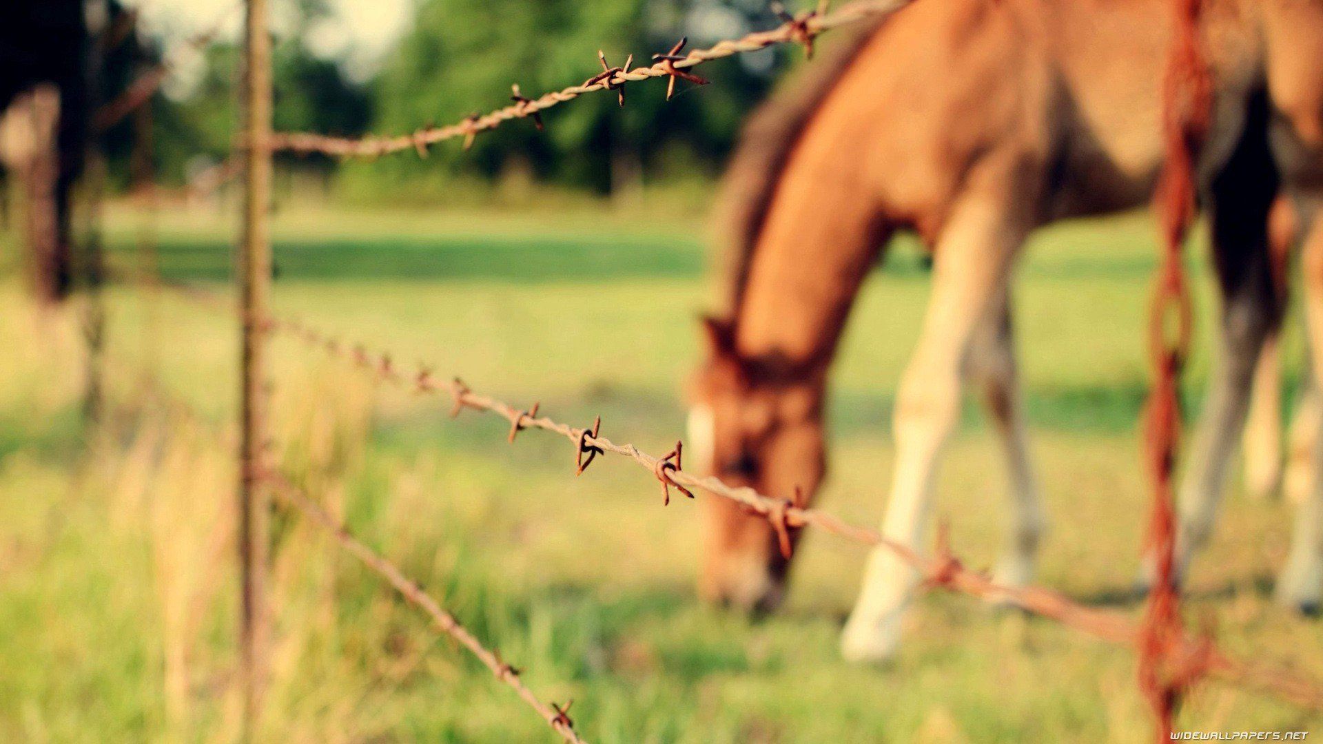 Rural fencing in Perth