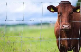 Farm Fencing