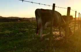 How Barbed Wire Fencing offers Superior Protection for your Property