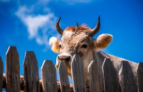 What Is The Best Fence For Cattle?