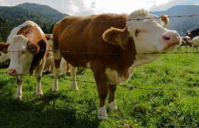 Livestock Farming: Ensuring Your Livestock Stays Healthy All Throughout the Year