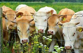 Protect Crops from Wild Animals by Fencing the Farm Properly