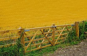 Importance of Fencing Your Property for Your Livestock, Crops and More!