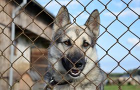 Tips To Choose the Right Fence For Your Dog