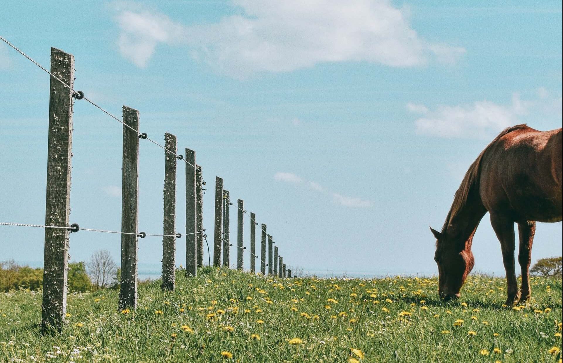 Impact of Fencing on Farm Management!