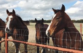 Horse Fencing Options – Things You Ought To Know!