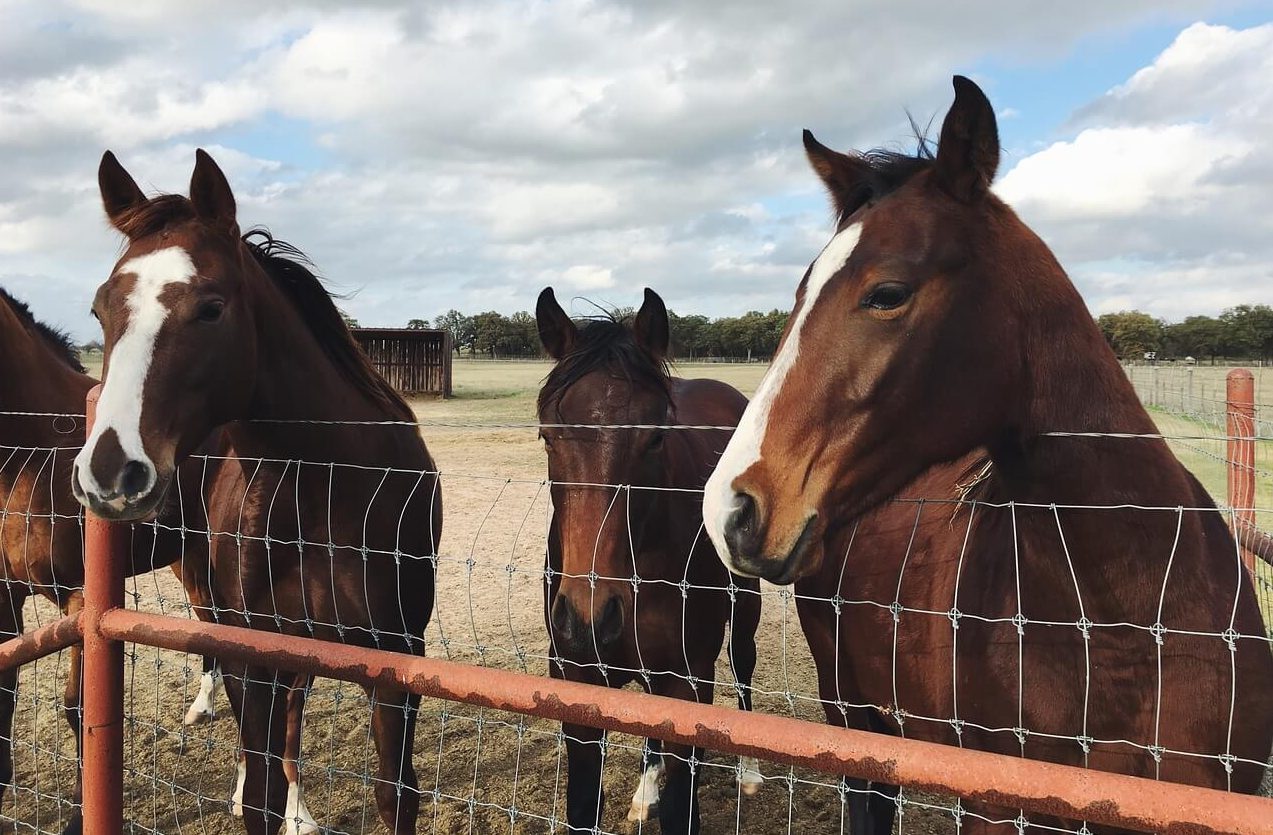 Horse Fencing Options – Things You Ought To Know!