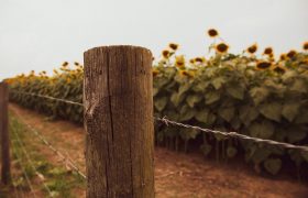 Farmers Use Rural Fencing for Multiple Use – Know Those Here!