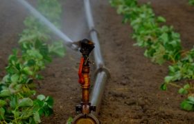 Why Drip Irrigation is Getting Popular? Find Out Here