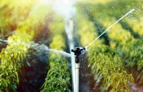 The Importance of Having an Irrigation System