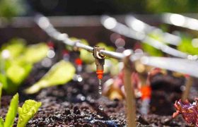 Drip Irrigation – An Efficient Water and Nutrient Delivery System