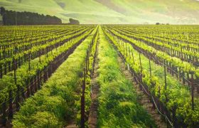 Exploring Different Types of Farm Fencing