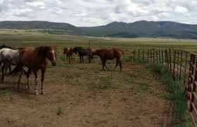 Fencing Your Farm? Avoid These Costly Mistakes