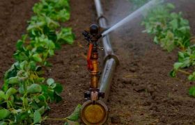 Top Mistakes to Avoid When Searching for Irrigation Supplies