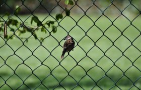5 Benefits of Installing Welded Mesh Fencing