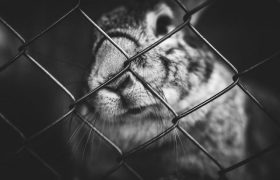 5 Reasons Why Welded Mesh Fencing is a Must for Property Owners