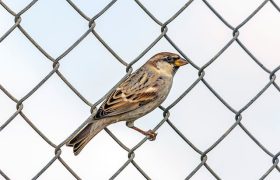 5 Practical Uses for Welded Mesh Fencing