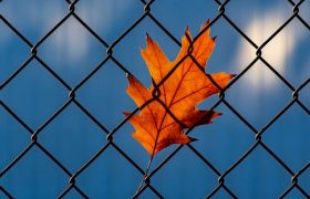 Welded Mesh Fencing – A Secure Fencing Solution for Your Property