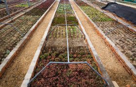 Cut Water Waste, Not Crops: Why Farmers Are Choosing Advanced Drip Systems