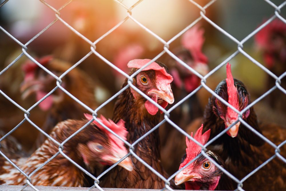 How to Keep Snakes and Mice Out of Your Poultry Enclosure for Good
