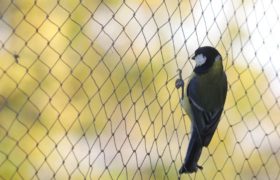Bird Netting – The Best Way to Keep Birds Away!
