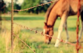 Which Type of Fencing is Suitable for a Farm?