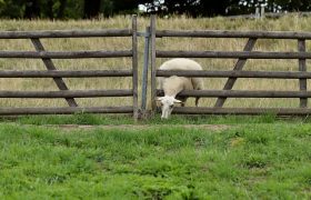 Looking to Build a Fence? Know these 4 Aspects Before You Begin