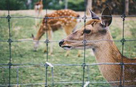 Give Aesthetic Uplift to Your Farm with Rural Fencing Ideas