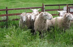 How Much Does It Cost To Install A Fence On My Farm?