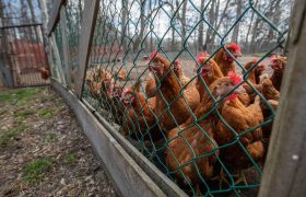 Chicken Runs & Avian Flu: Why Overhead Bird Netting Is Now a Must for Backyard Flocks