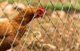 Beyond Agriculture: Surprising New Uses for Bird Netting in Urban Construction & Solar Farms