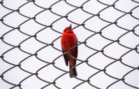 Bird Netting vs. Spikes vs. Reflective Tape: Which Bird Deterrent is Right for You?
