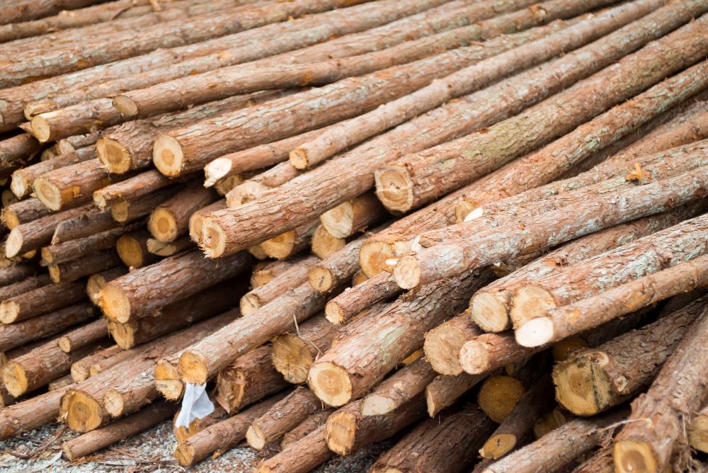 Termites, Rot & Harsh Weather: How CCA Treated Pine Poles Stand Up to It All